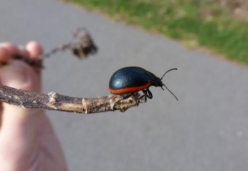 Réf. 226 861 : Chrysolina sanguinolenta